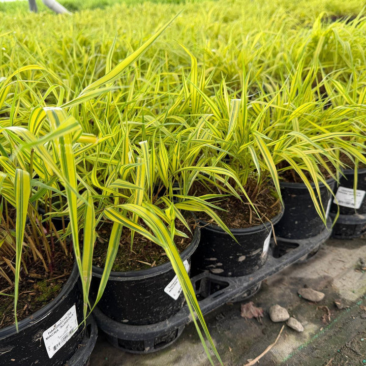 Golden Variegated Japanese Forest Grass |Spotswood Greenery