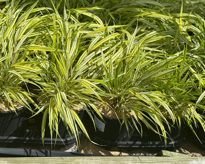 Golden Variegated Japanese Forest Grass