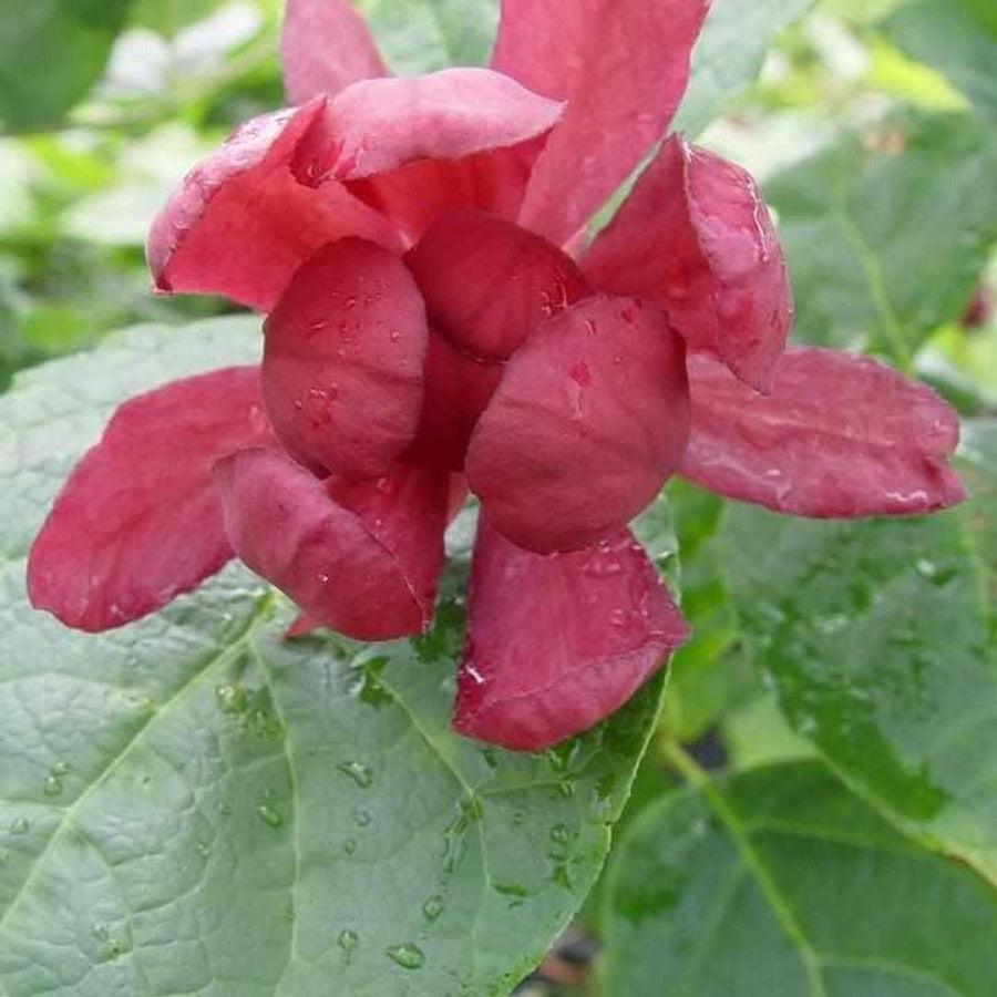 Hartlage Wine Sweetshrub |Prides Corner Farms