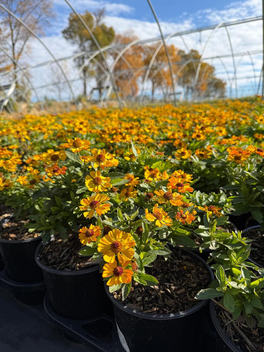 Hayday® Gold Bicolor Sneezeweed |Spotswood Greenery