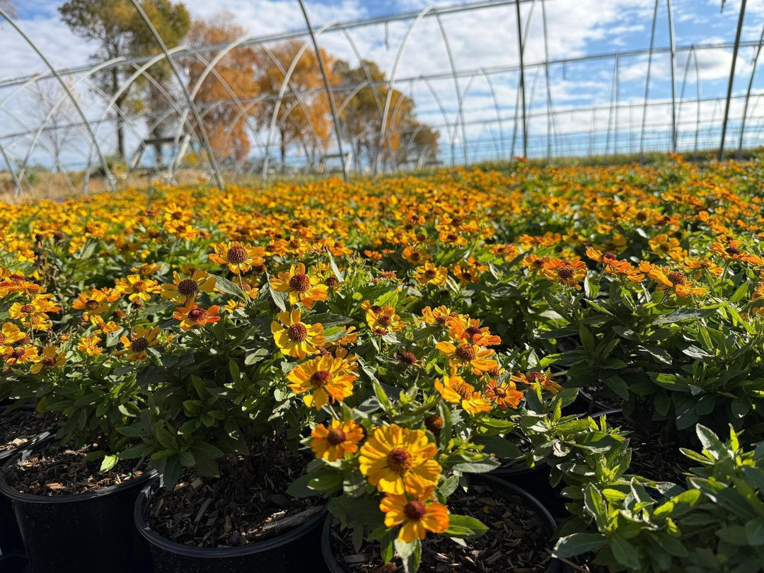 Hayday® Gold Bicolor Sneezeweed |Spotswood Greenery