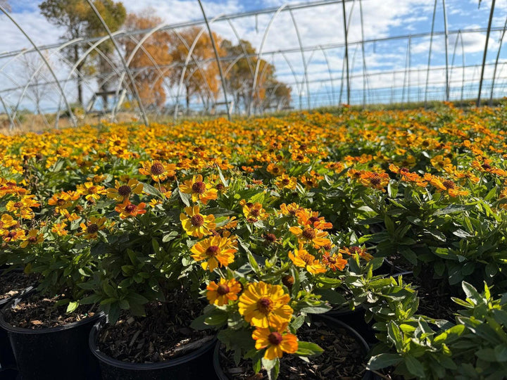 Hayday® Gold Bicolor Sneezeweed |Spotswood Greenery