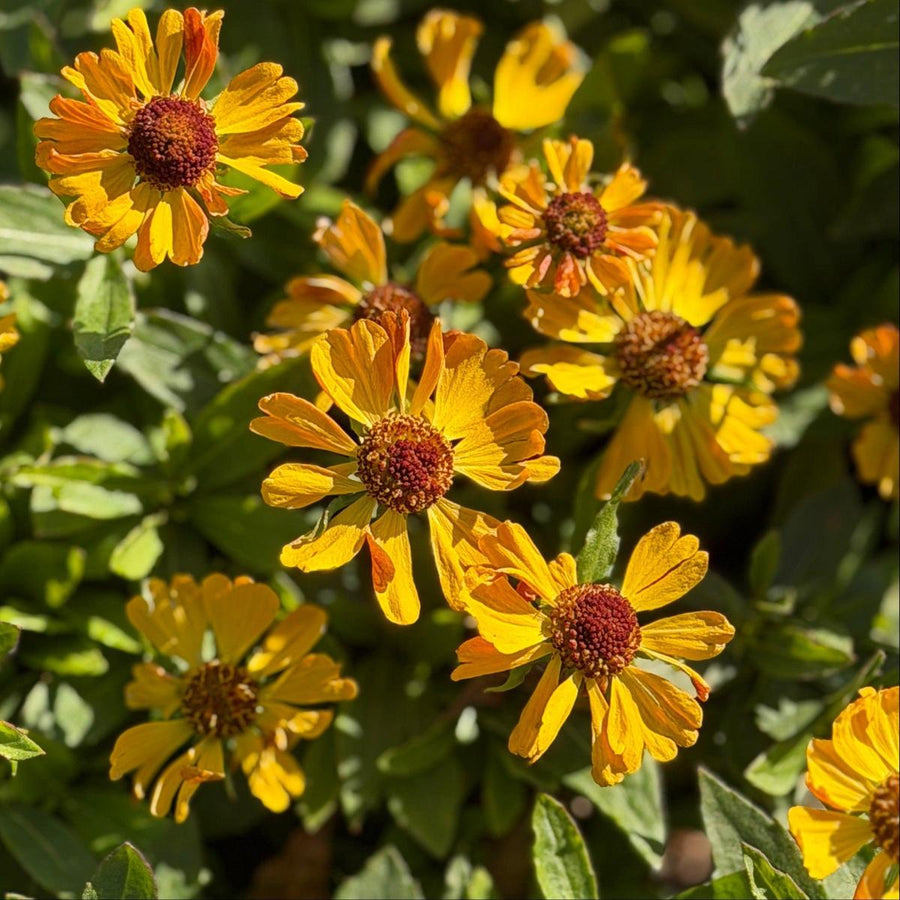 Hayday® Gold Bicolor Sneezeweed |Spotswood Greenery