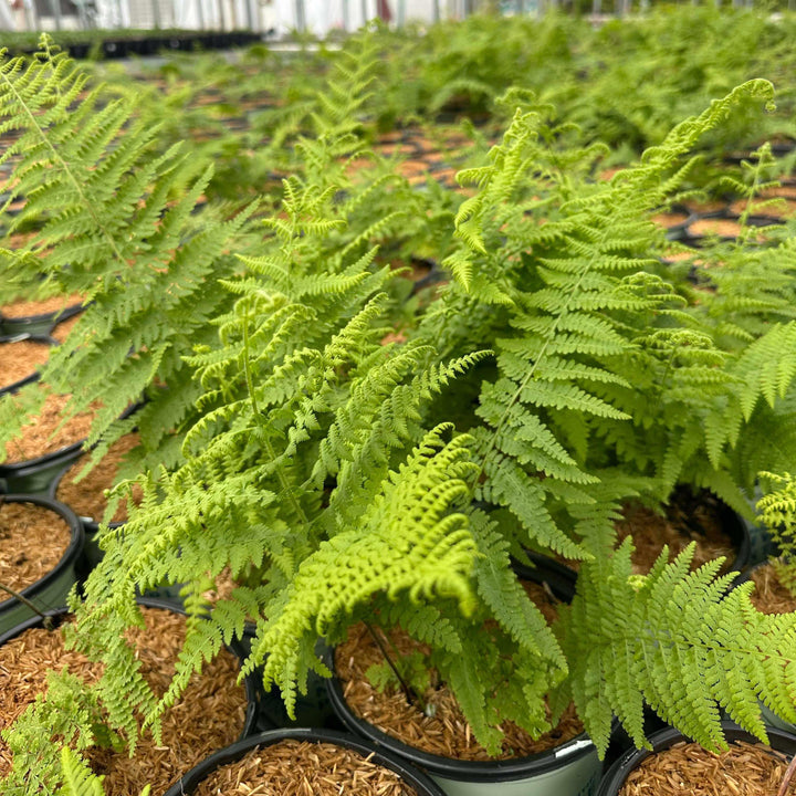 hayscented_fern