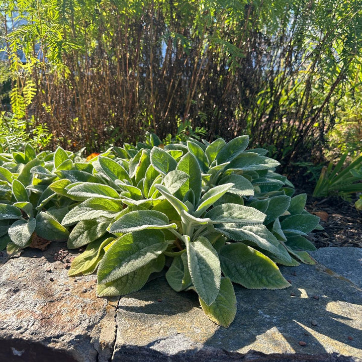 Helen Von Stein Lambs Ears |Spotswood Greenery