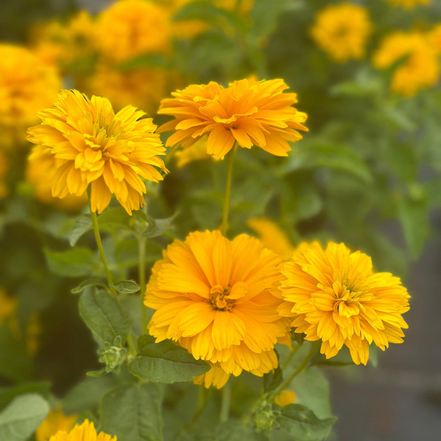 Rays for Days Sunflower |Prides Corner Farms