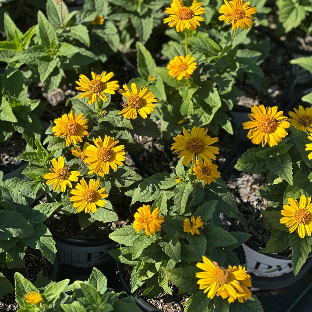 Tuscan Sun False Sunflower