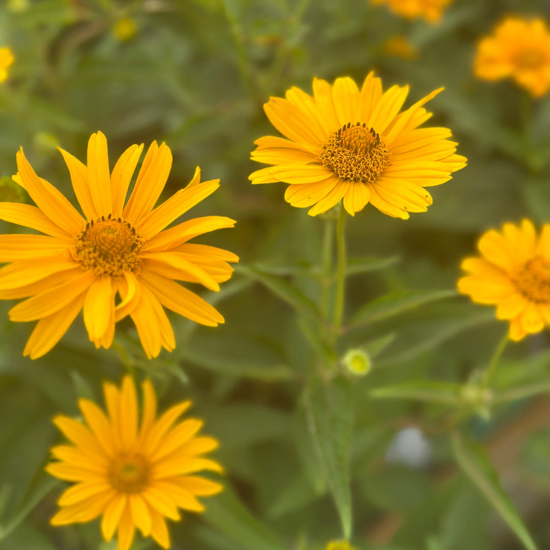 Tuscan Sun False Sunflower