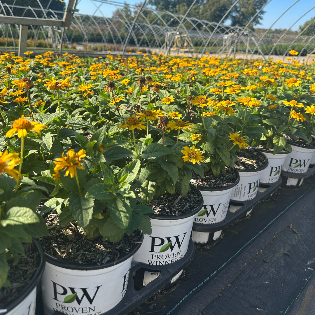 Tuscan Sun False Sunflower