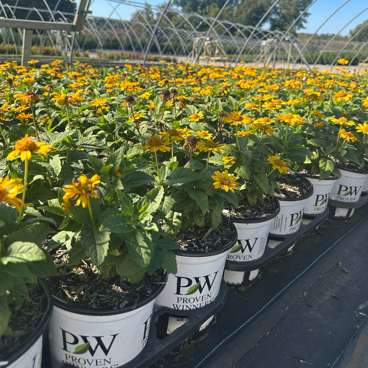 Tuscan Sun False Sunflower