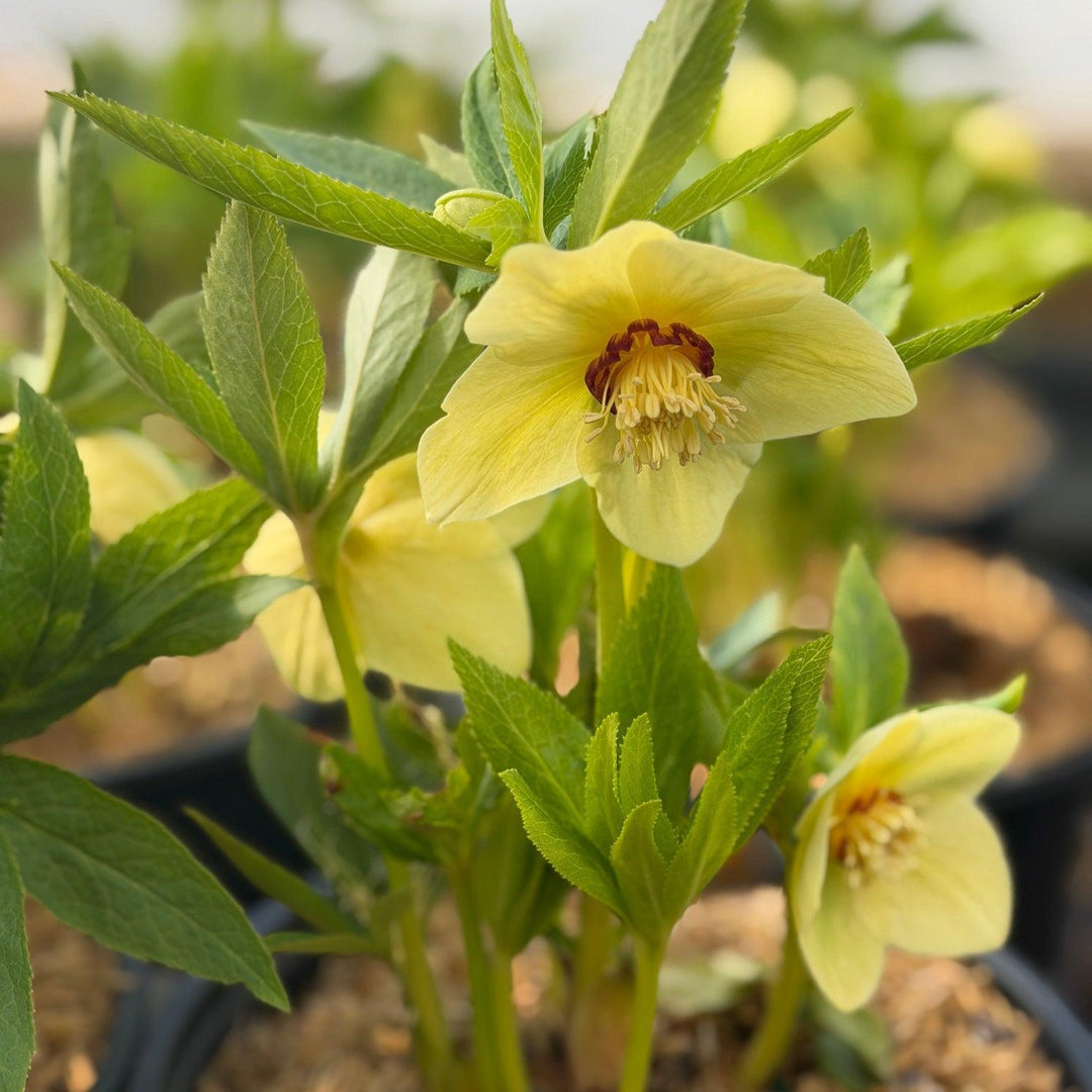 California dreaming lenten rose |Spotswood Greenery