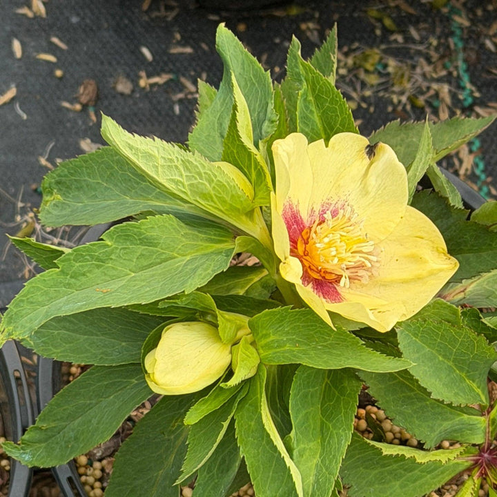 California dreaming lenten rose |Spotswood Greenery