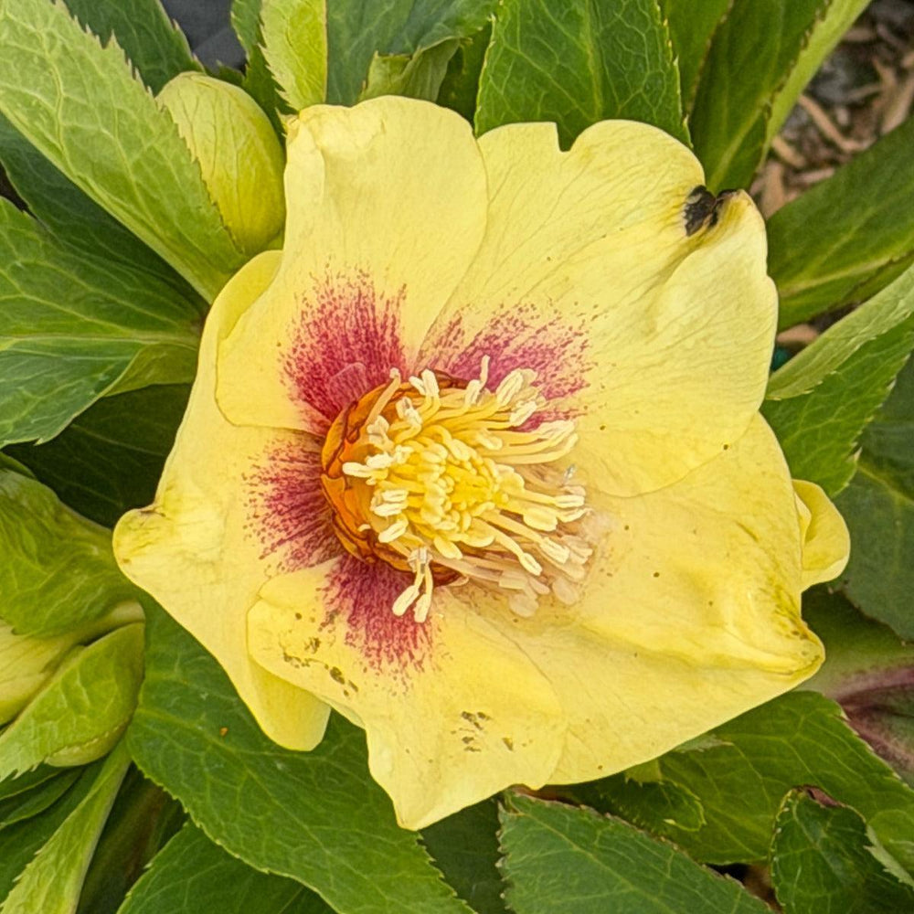 California Dreaming Lenten rose |Spotswood