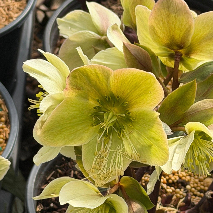 Champion Lenten Rose |Spotswood