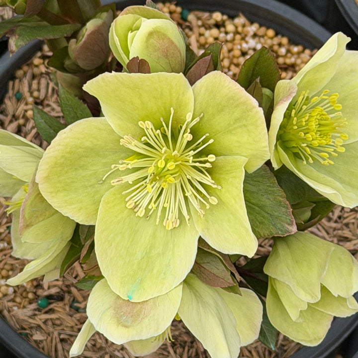 Champion Lenten Rose |Spotswood