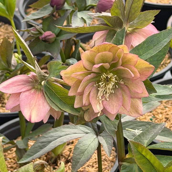 childhood sweetheart lenten rose |Spotswood