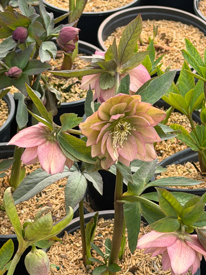 Wedding Party® Childhood Sweetheart Lenten Rose