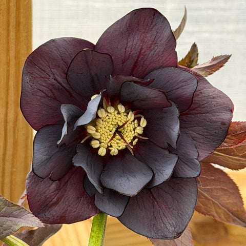 Dark and Handsome lenten rose