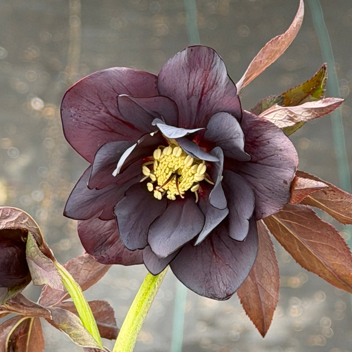 Dark and Handsome Lenten Rose |Spotswood