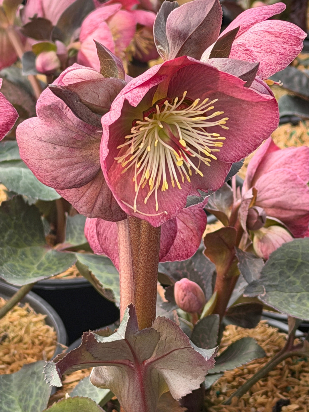 Frostkiss Elemental Lenten Rose |Spotswood Greenery