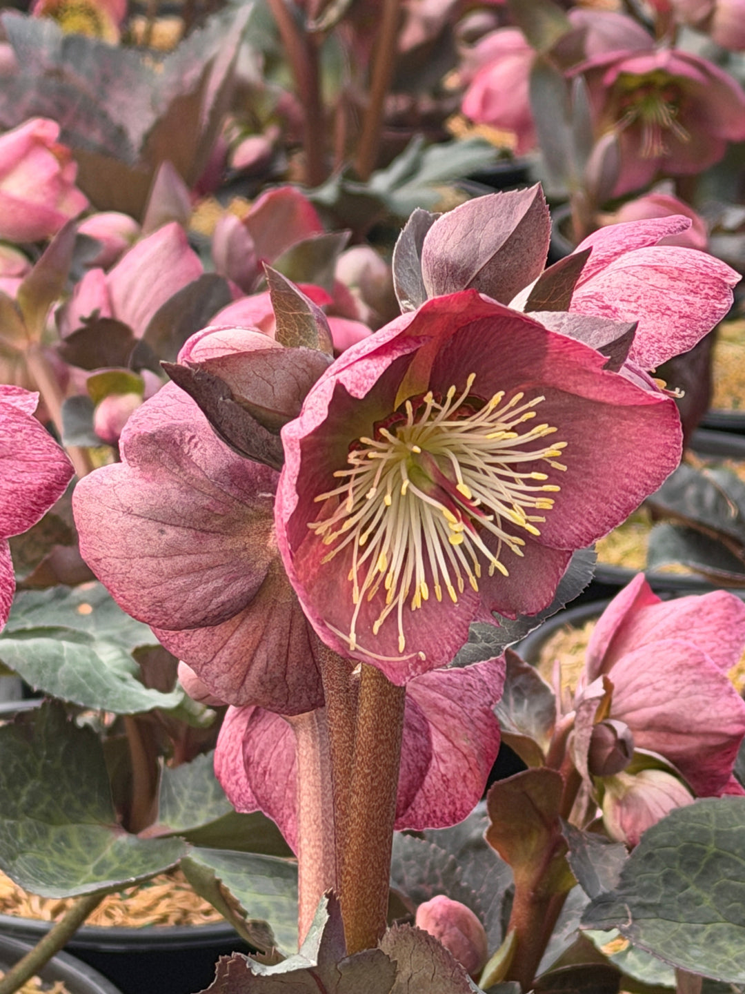 Frostkiss Elemental Lenten Rose |Spotswood Greenery