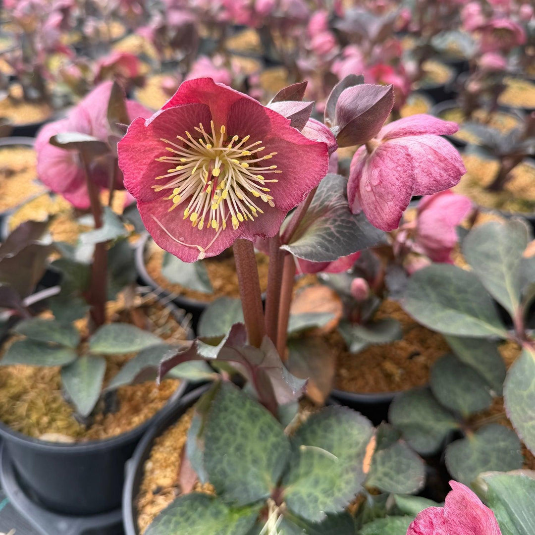 Frostkiss Elemental Lenten Rose |Spotswood Greenery