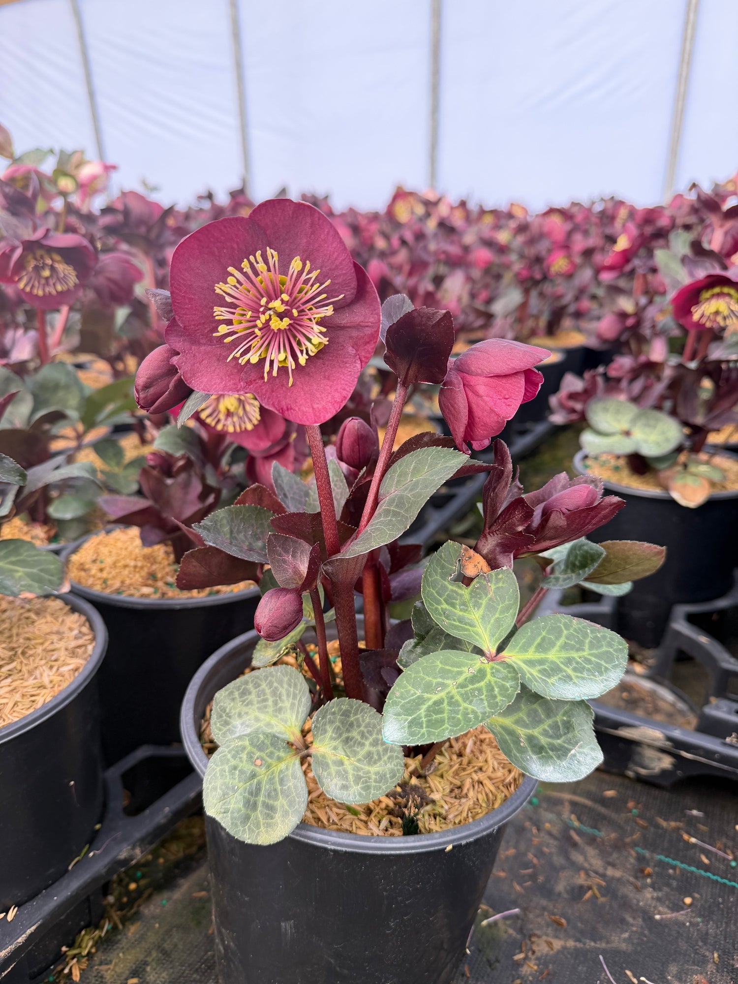 Frostkiss® Vibey Velvet™ Lenten Rose – Spotswood Greenery