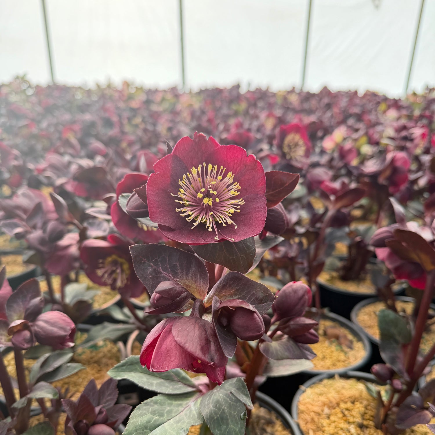 Frostkiss® Vibey Velvet™ Lenten Rose – Spotswood Greenery