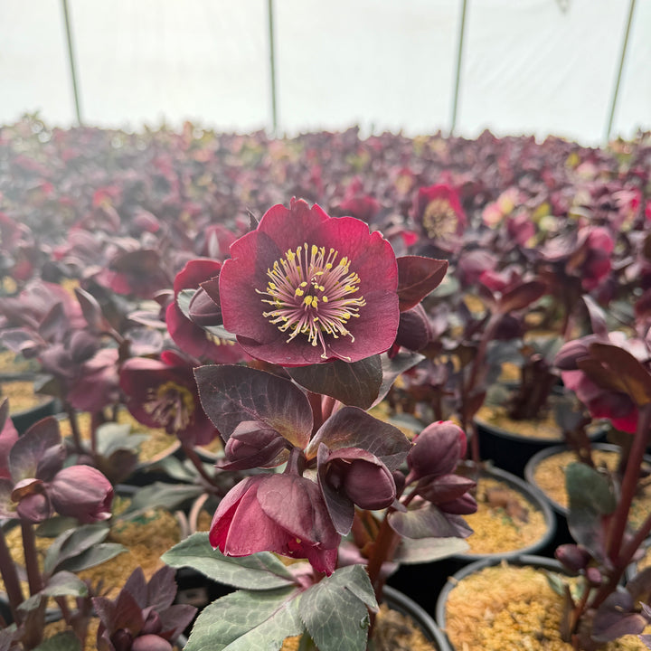 Vibey Velvet Lenten Rose |Spotswood Greenery