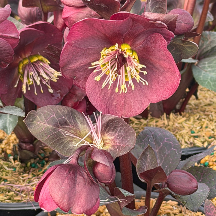 Vibey Velvet Lenten Rose |Spotswood Greenery