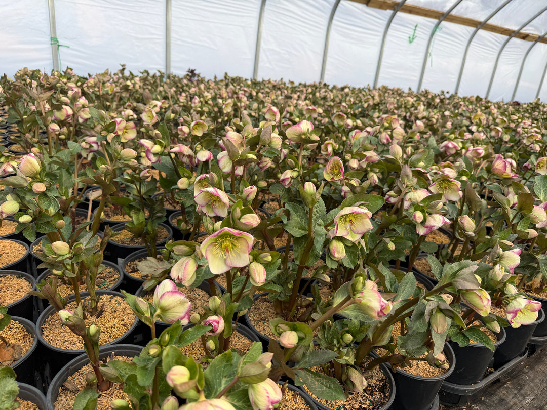 Glenda's Gloss lenten Rose |Spotswood