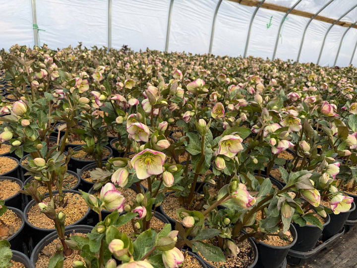 Glenda's Gloss lenten Rose |Spotswood