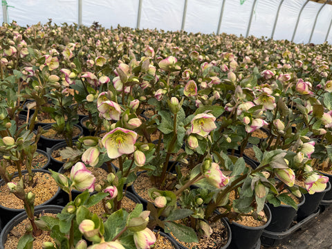 glenda's gloss lenten rose in greenhouse