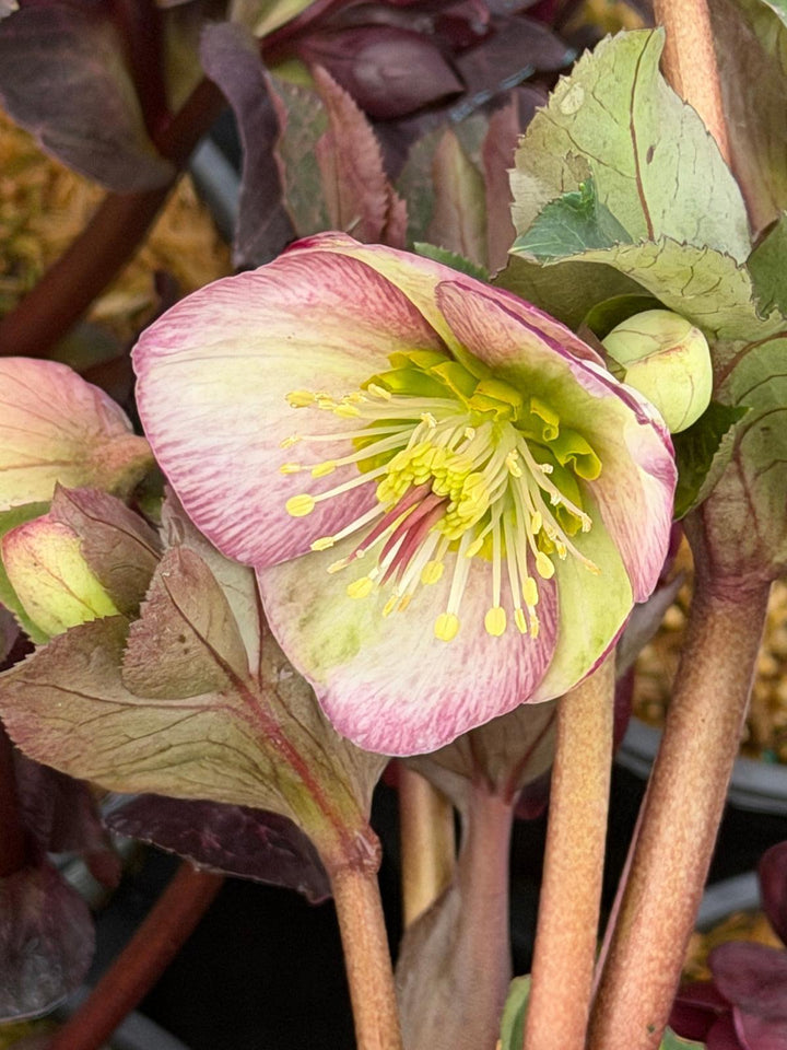Glenda's Gloss lenten Rose |Spotswood