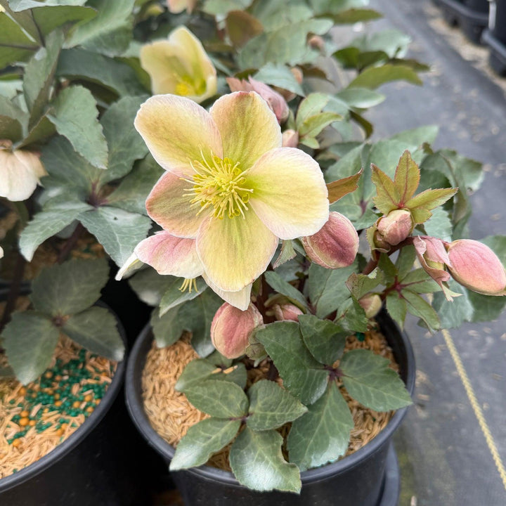Ivory prince Christmas Rose |Spotswood Greenery