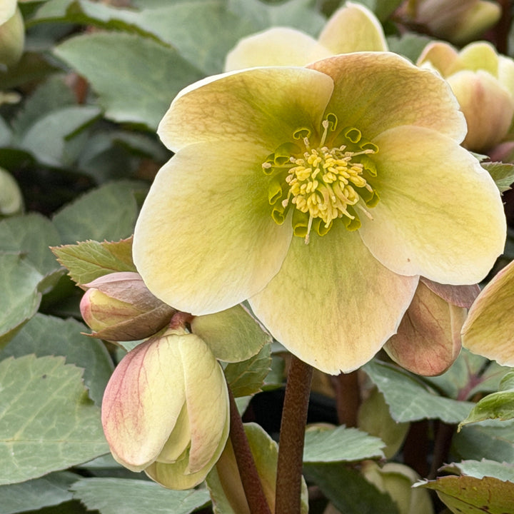 Ivory prince Christmas Rose |Spotswood Greenery