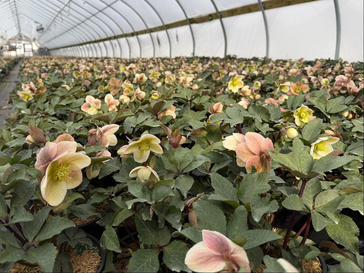 Ivory prince Christmas Rose |Spotswood Greenery