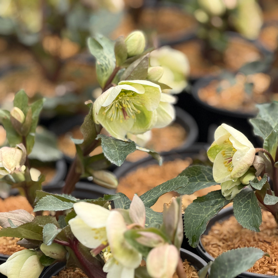 Mollys White Lenten Rose |Spotswood Greenery