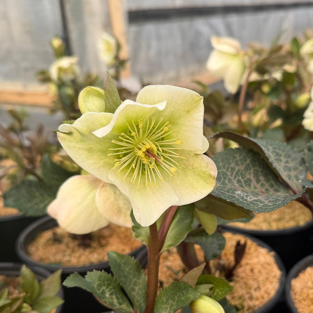 Molly's White Lenten Rose