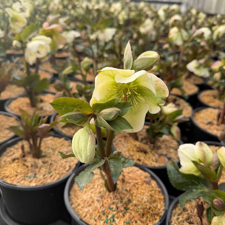 Molly's White Lenten Rose