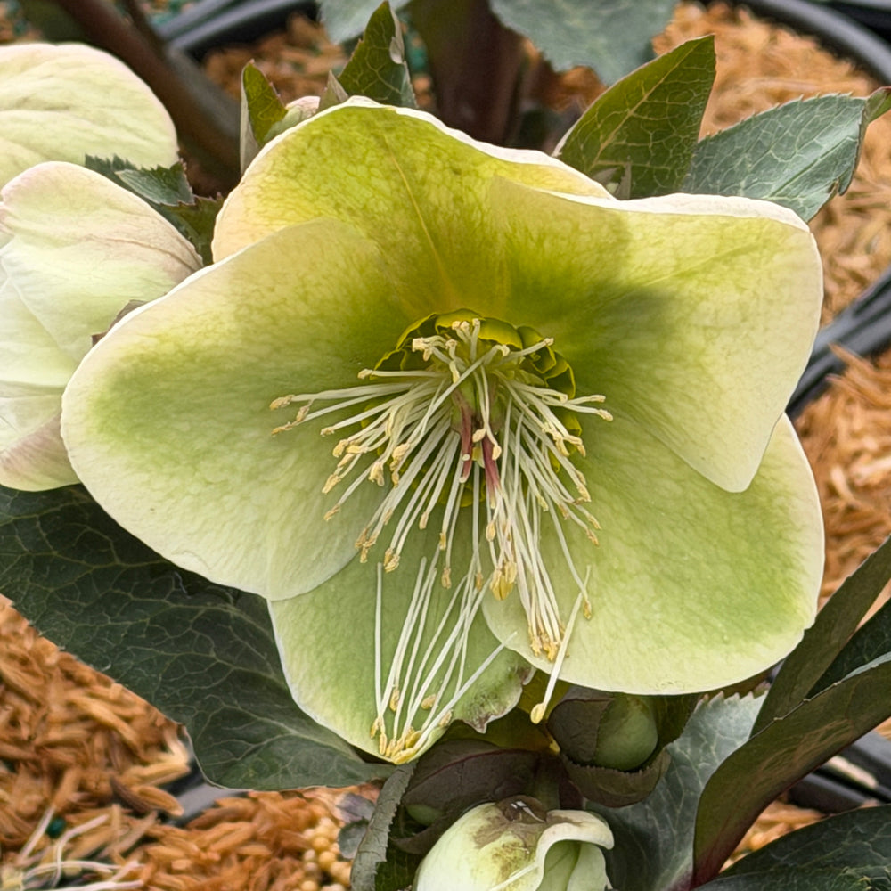 Mollys White Lenten Rose |Spotswood Greenery