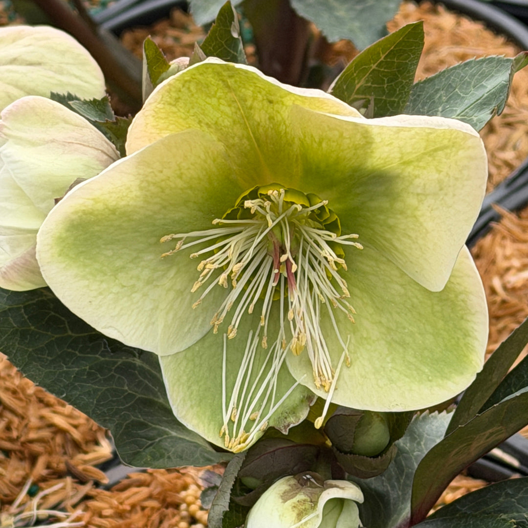 Mollys White Lenten Rose |Spotswood Greenery