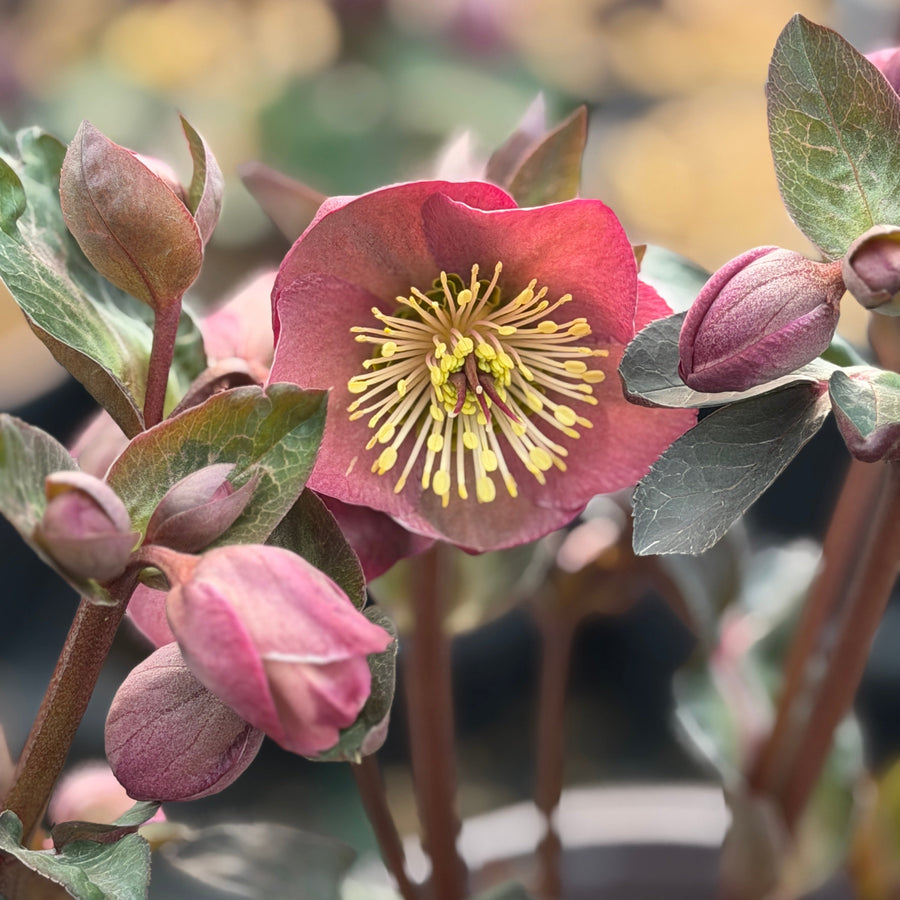 Hellebore Penny's Pink |Spotswood Greenery