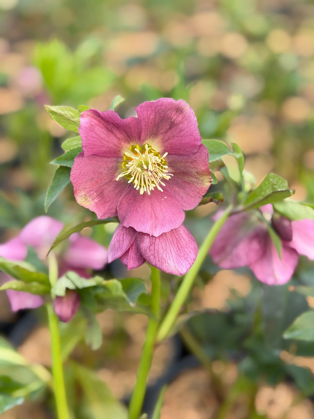 Royal Heritage® Christmas Rose