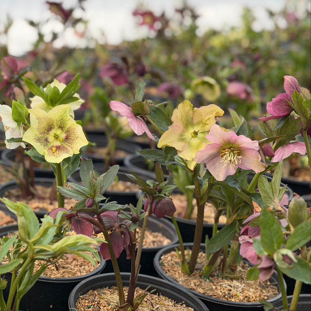 Hellebore royal heritage |Spotswood Greenery