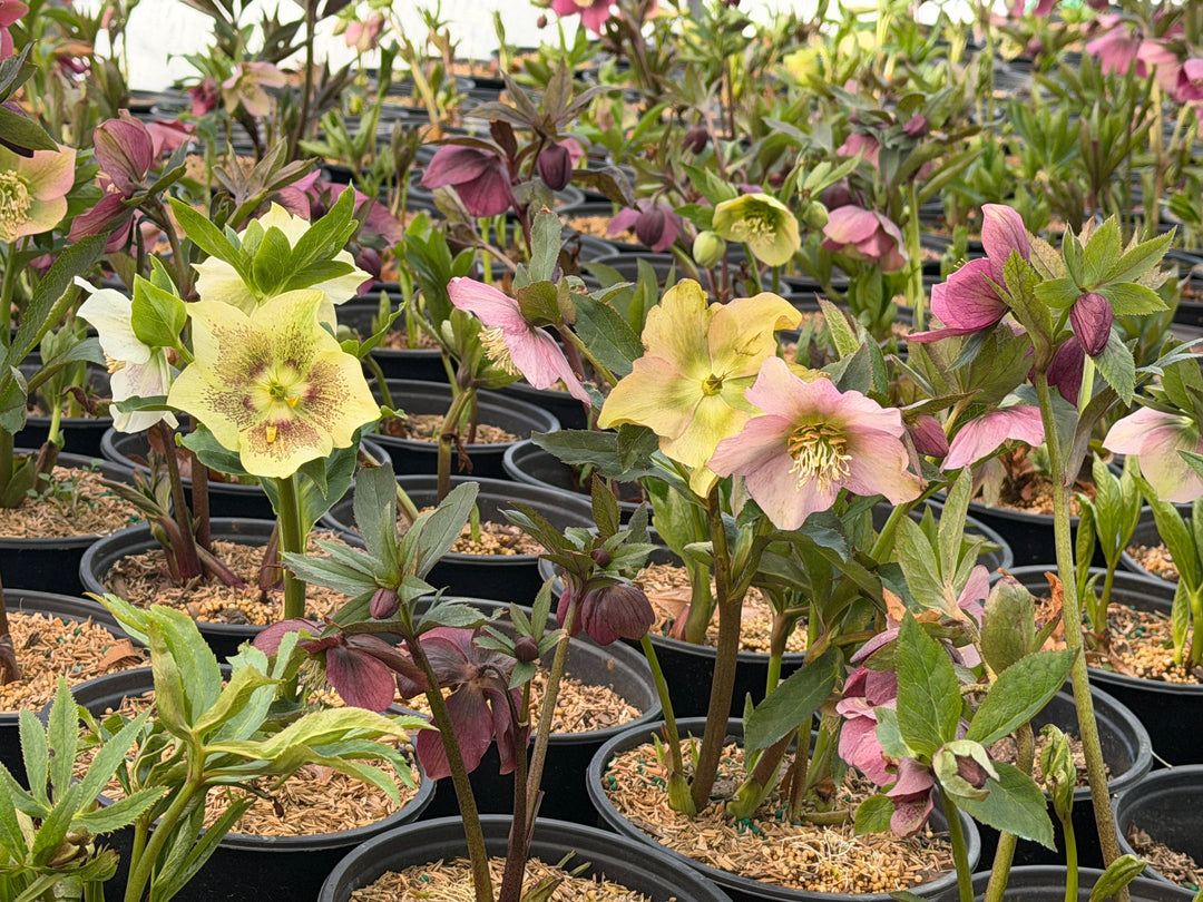 Hellebore royal heritage |Spotswood Greenery
