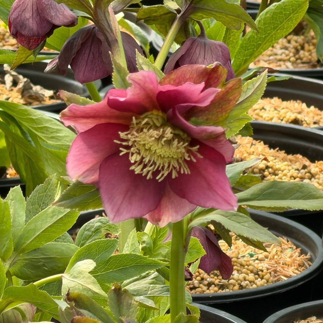 Royal Heritage Lenten Rose |Spotswood
