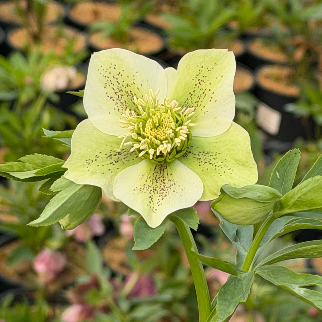 Royal Heritage Lenten Rose |Spotswood