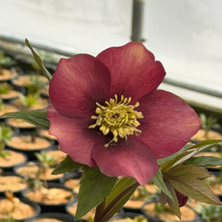 sandy shores lenten rose |Spotswood