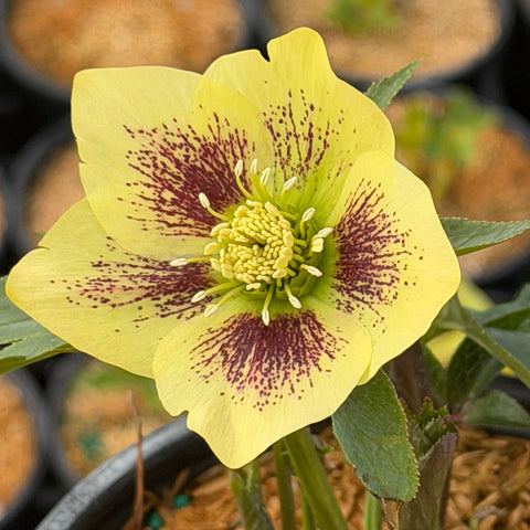 sandy shores lenten rose |Spotswood